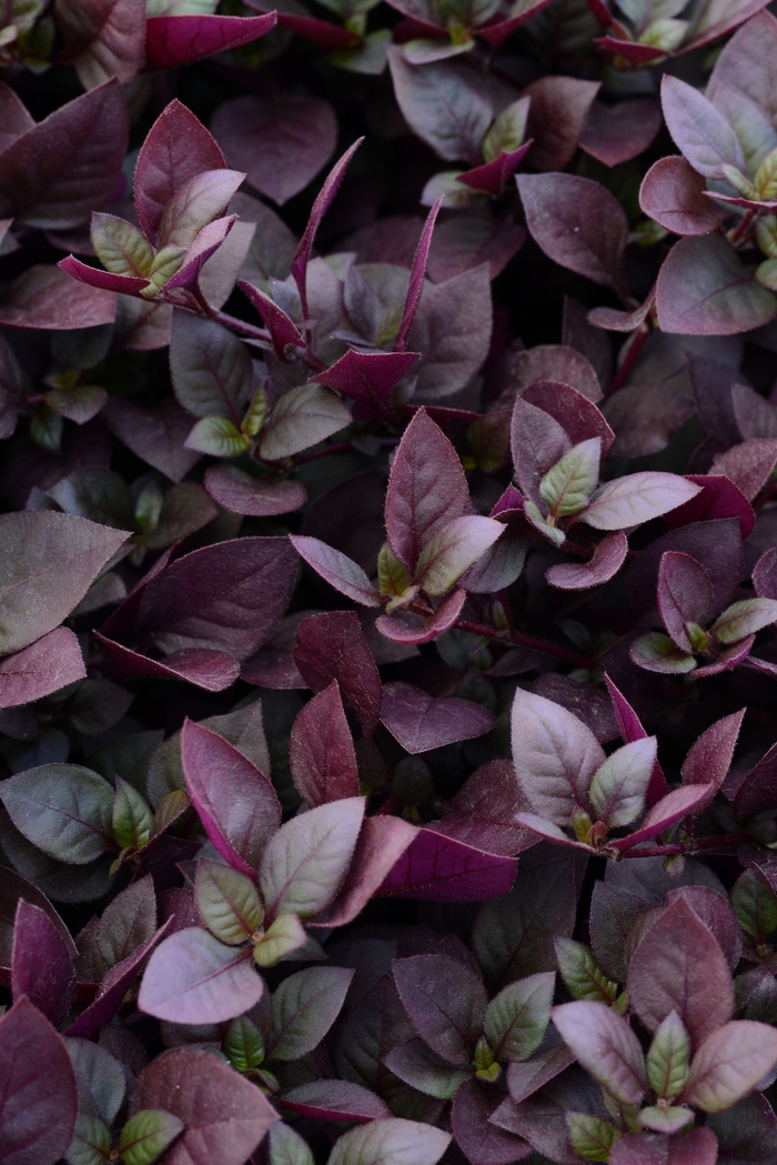 'Purple Prince' - Alternanthera brasiliana from Milmont Greenhouses