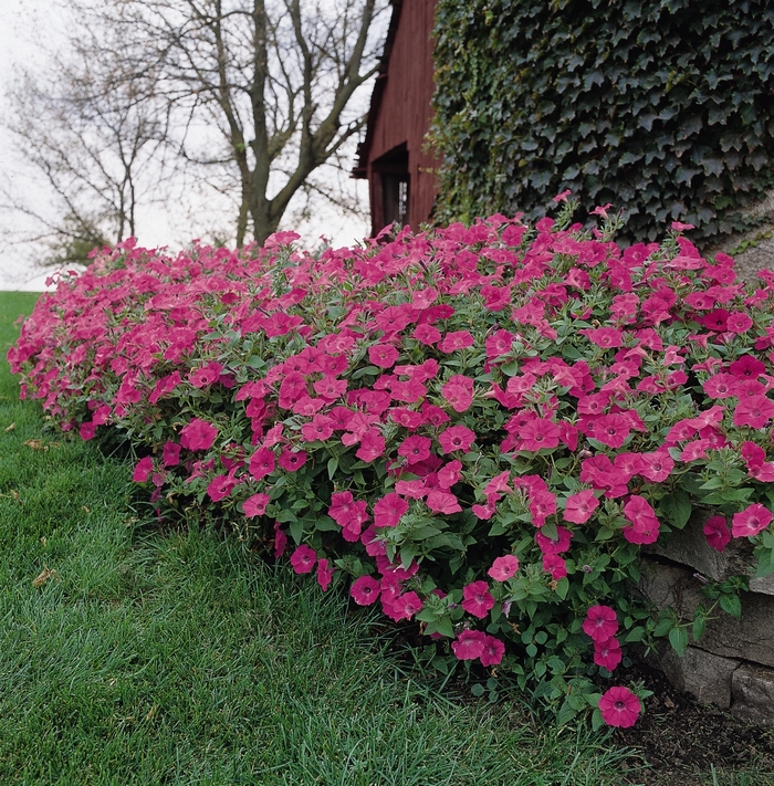 Tidal Wave&reg; 'Hot Pink' - Petunia from Milmont Greenhouses