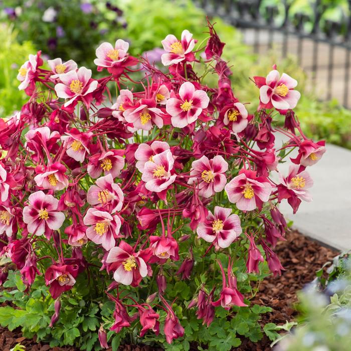 Earlybird&trade; 'Red White' - Aquilegia caerulea (Columbine) from Milmont Greenhouses