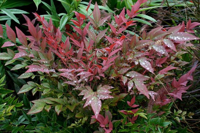 Obsession&trade; - Nandina domestica from Milmont Greenhouses