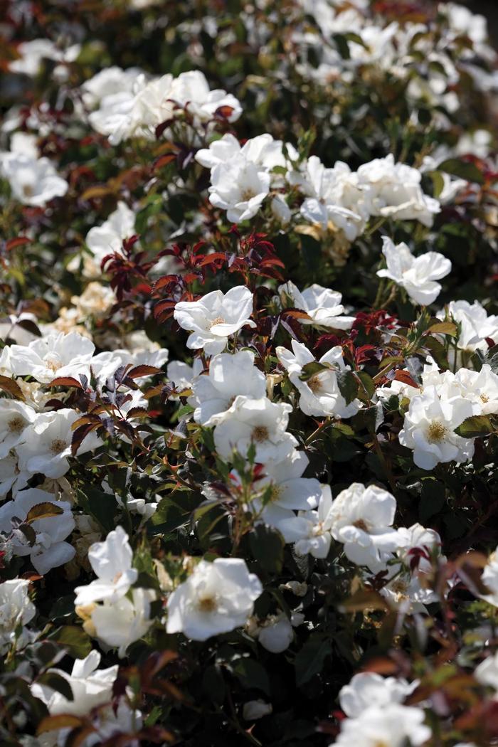Knock Out&reg; White - Rosa (Rose) from Milmont Greenhouses