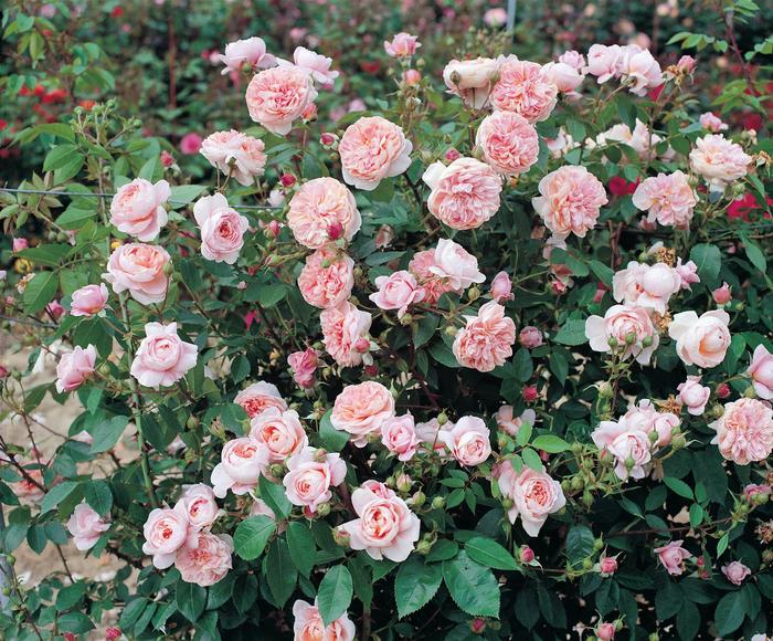 'Colette&trade;' Rose - Rosa from Milmont Greenhouses