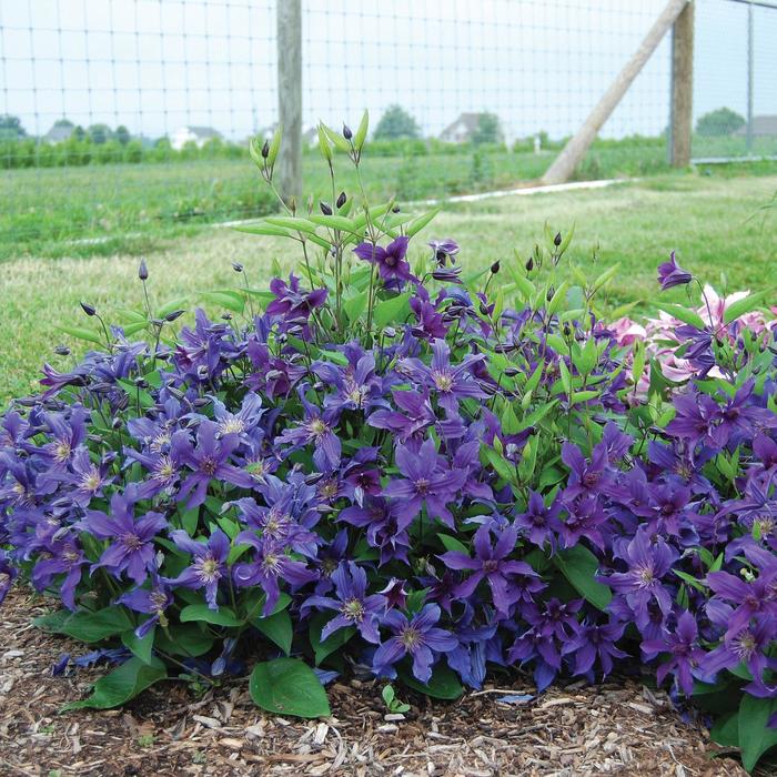 Sapphire Indigo&trade; - Clematis from Milmont Greenhouses