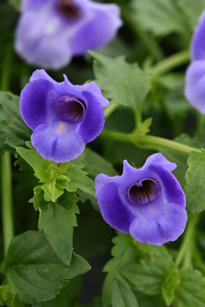 Summer Wave&reg; 'Large Blue' - Torenia (Wishbone Flower) from Milmont Greenhouses