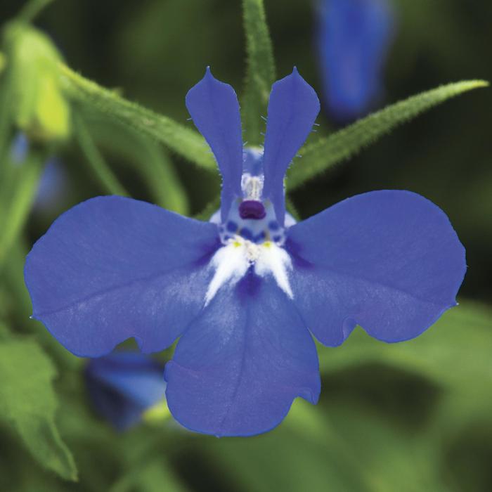 Techno&reg; Dark Blue - Lobelia erinus from Milmont Greenhouses
