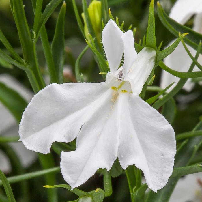 Techno&reg; White - Lobelia erinus from Milmont Greenhouses