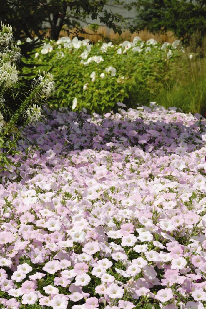Wave&reg; 'Misty Lilac' - Petunia from Milmont Greenhouses
