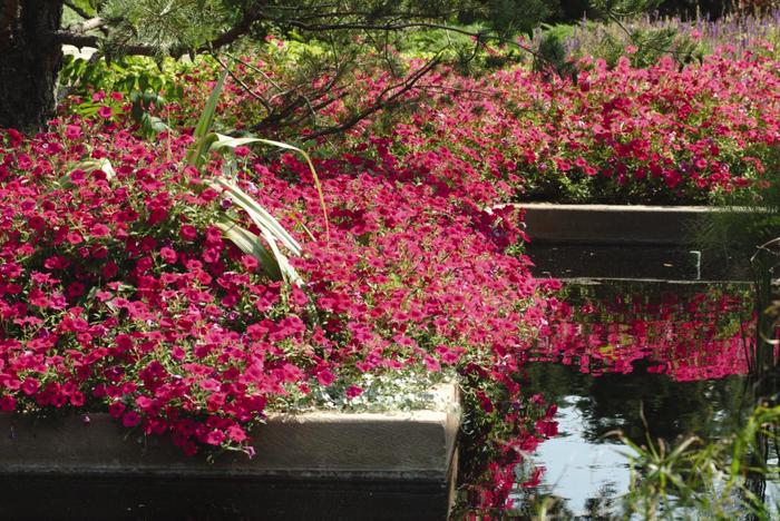 Tidal Wave&reg; 'Cherry' - Petunia from Milmont Greenhouses