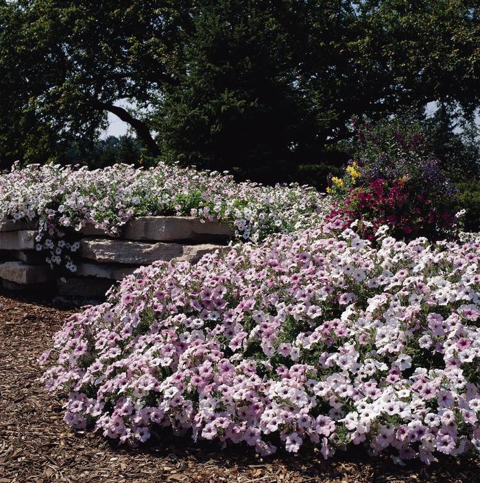 Tidal Wave&reg; 'Silver' - Petunia from Milmont Greenhouses