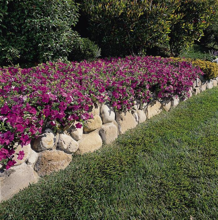 Wave&reg; 'Lavender' - Petunia from Milmont Greenhouses