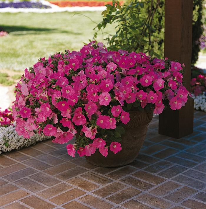 Wave&reg; 'Purple Classic' - Petunia from Milmont Greenhouses