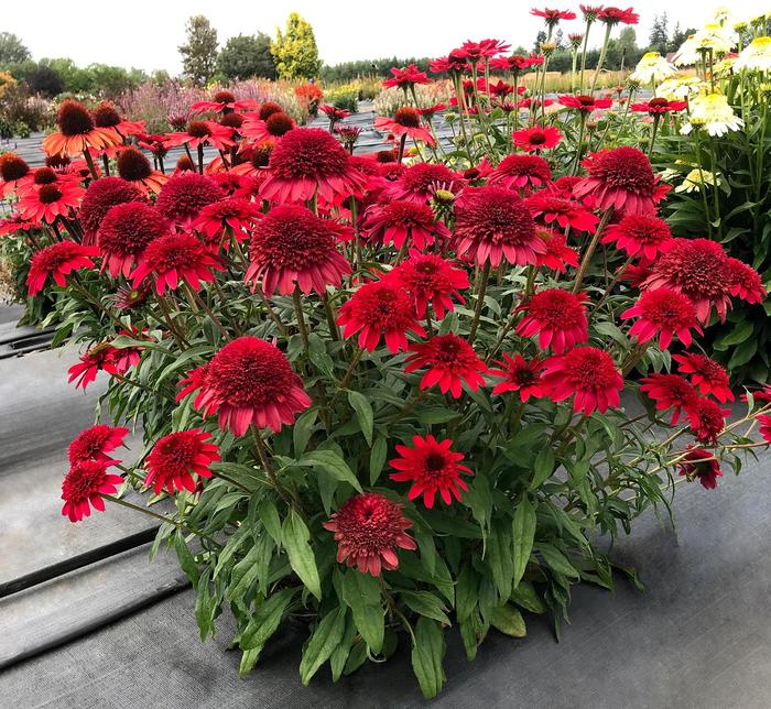 Sunny Days&trade; 'Ruby' - Echinacea (Coneflower) from Milmont Greenhouses