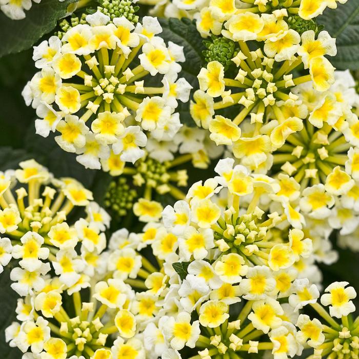 Luscious&reg; 'Royale Pina Colada' - Lantana camara from Milmont Greenhouses