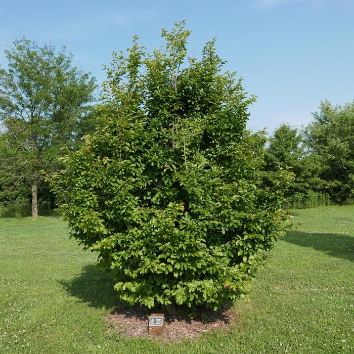 Persian Spire&trade; - Parrotia persica from Milmont Greenhouses