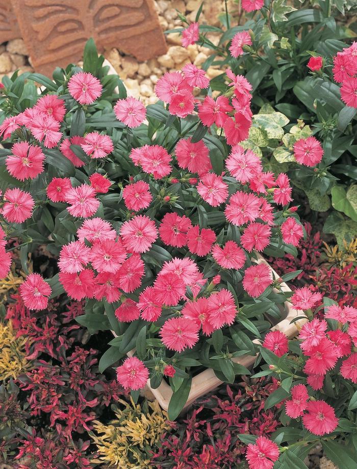 Pinks - Dianthus chinensis x barbatus from Milmont Greenhouses