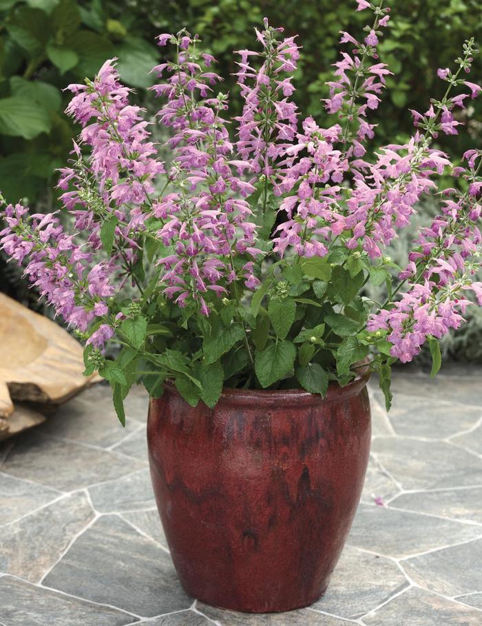 Summer Jewel&trade; Lavender - Salvia coccinea from Milmont Greenhouses