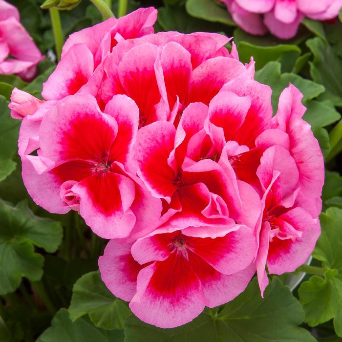 Calliope&reg; Large 'Rose Mega Splash' - Pelargonium (Interspecific Geranium) from Milmont Greenhouses