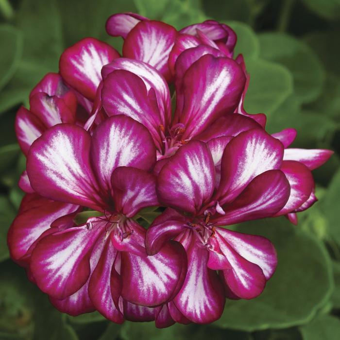 Ivy League&trade; 'Burgundy Bicolor' - Pelargonium peltatum (Ivy Geranium) from Milmont Greenhouses