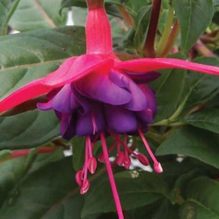 'Dollar Princess' Upright Fuchsia - Fuchsia from Milmont Greenhouses