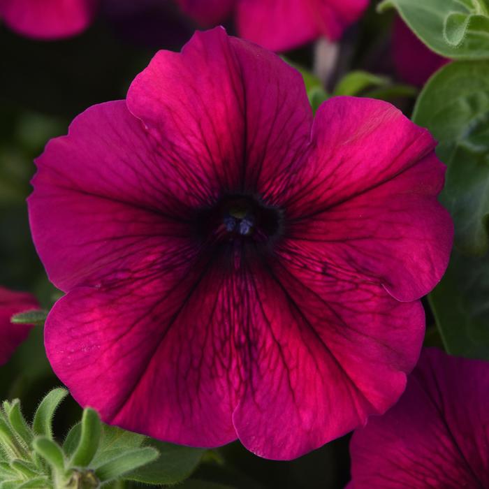 Madness&reg; 'Burgundy' - Petunia from Milmont Greenhouses