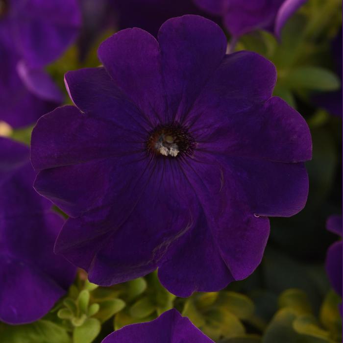 Madness&reg; 'Midnight' - Petunia from Milmont Greenhouses