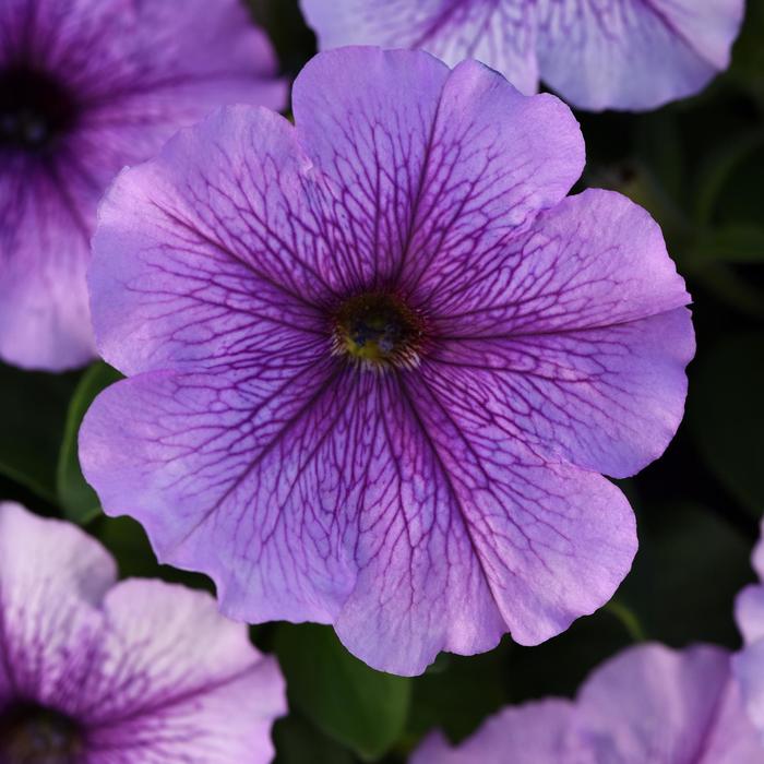 Madness&reg; 'Orchid' - Petunia from Milmont Greenhouses