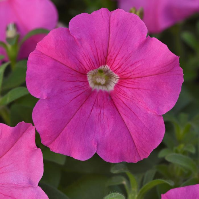 Madness&reg; 'Pink' - Petunia from Milmont Greenhouses