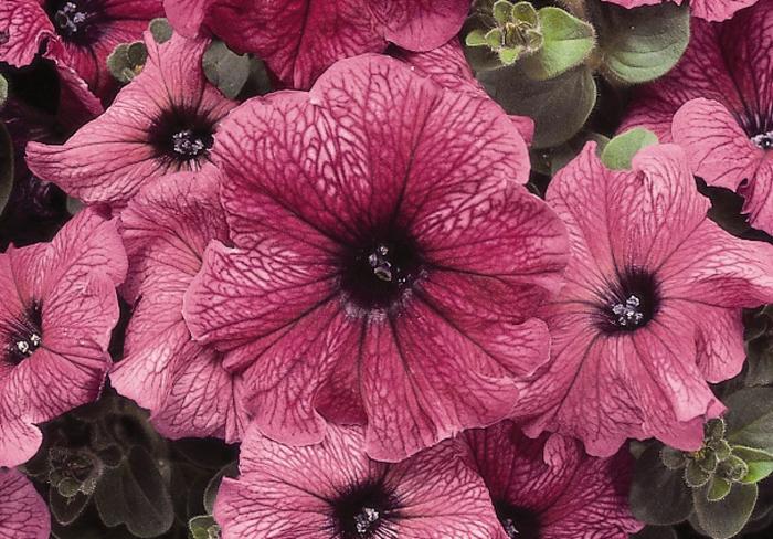 Madness&reg; 'Plum' - Petunia from Milmont Greenhouses