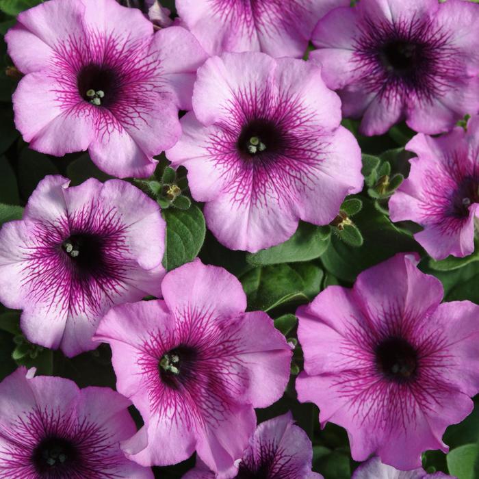 Madness&reg; 'Plum Crazy Improved' - Petunia from Milmont Greenhouses