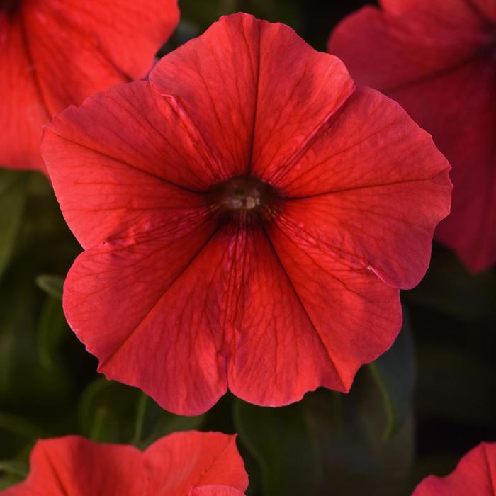 Madness&reg; 'Red' - Petunia from Milmont Greenhouses