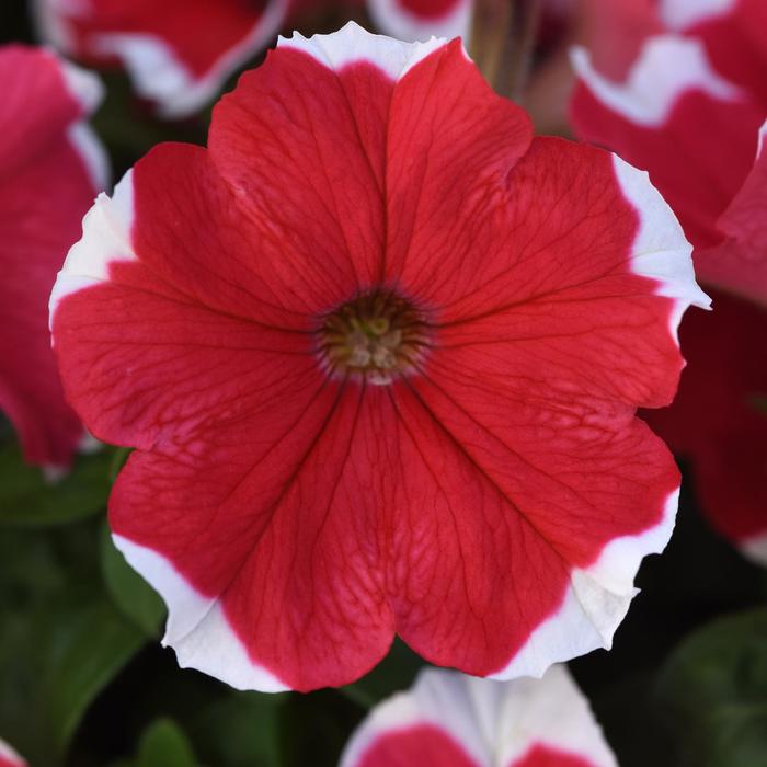 Madness&reg; 'Red Picotee' - Petunia from Milmont Greenhouses