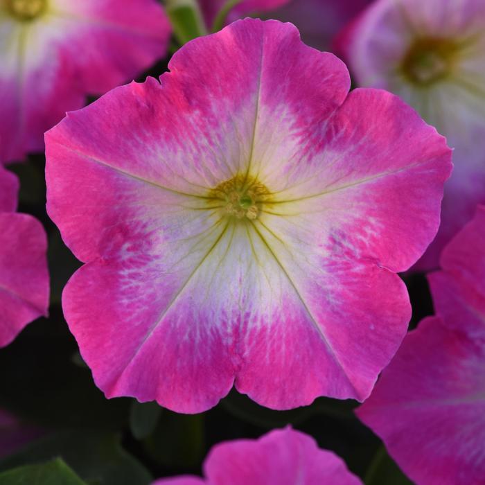 Madness&reg; 'Rose Morn' - Petunia from Milmont Greenhouses