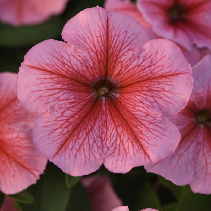 Madness&reg; 'Spring' - Petunia from Milmont Greenhouses