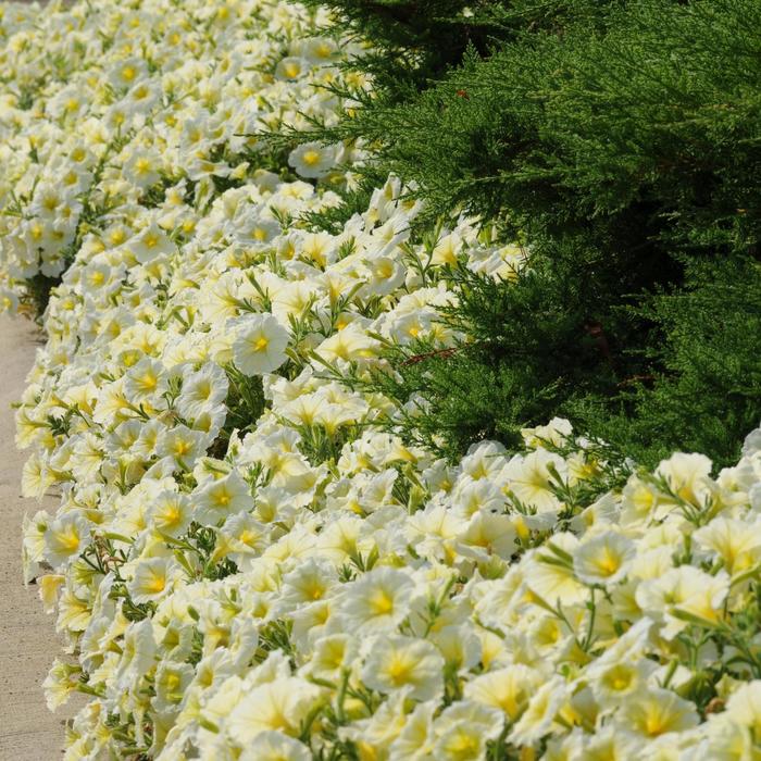 Madness&reg; 'Yellow Improved' - Petunia from Milmont Greenhouses