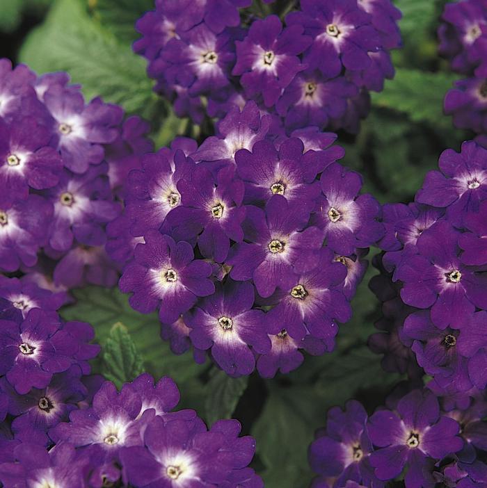 Quartz 'Blue' - Verbena from Milmont Greenhouses