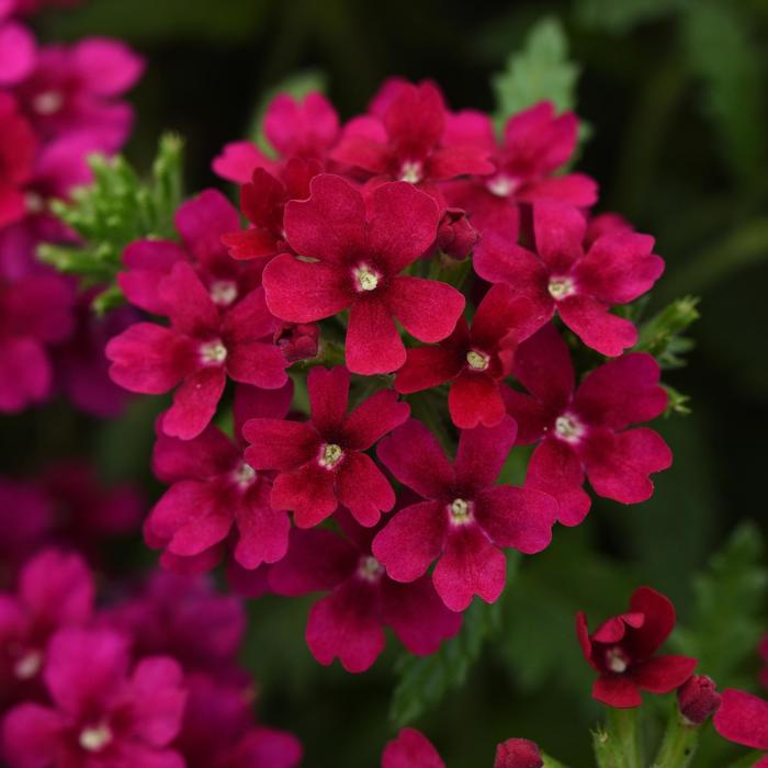 Quartz XP 'Bordeaux' - Verbena from Milmont Greenhouses