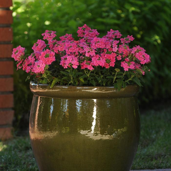 Quartz XP 'Pink' - Verbena from Milmont Greenhouses