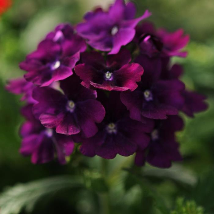 Quartz XP 'Purple' - Verbena from Milmont Greenhouses