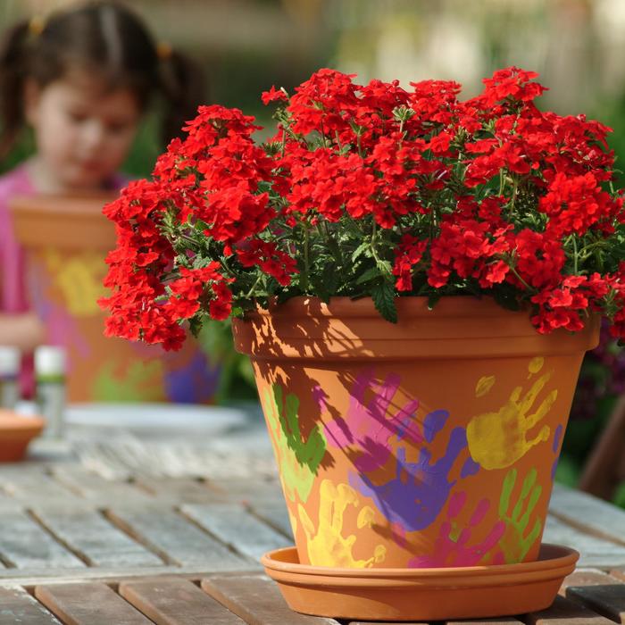 Quartz XP 'Scarlet' - Verbena from Milmont Greenhouses