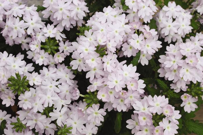 Quartz XP 'Silver' - Verbena from Milmont Greenhouses