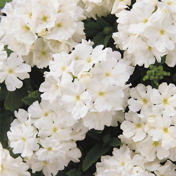 Quartz XP 'White' - Verbena from Milmont Greenhouses