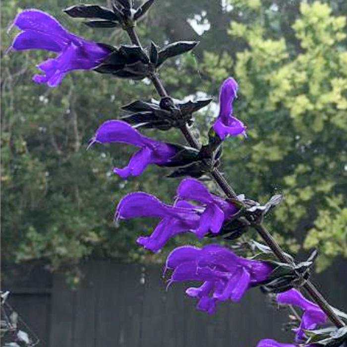 Bodacious&reg; 'Rhythm & Blues' - Salvia x guaranitica (Anise Sage) from Milmont Greenhouses