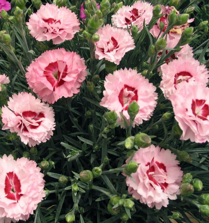 Scent First&reg; 'Raspberry Surprise' - Dianthus (Pinks) from Milmont Greenhouses