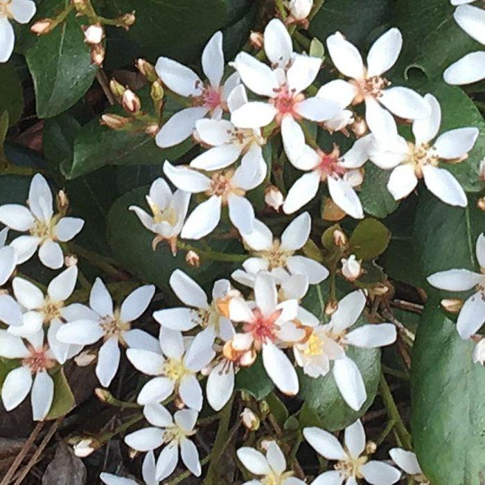 Indian Hawthorn - Rhaphiolepis from Milmont Greenhouses