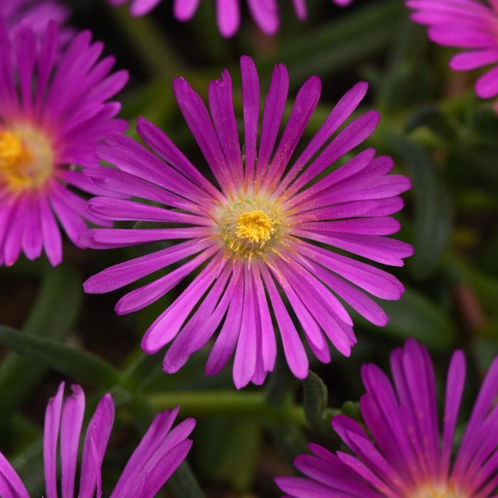 Ocean Sunset&trade; 'Violet' - Delosperma (Ice Plant) from Milmont Greenhouses
