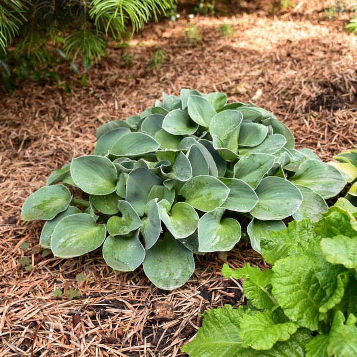 'Blue Mouse Ears' Hosta, Plantain Lily - Hosta from Milmont Greenhouses