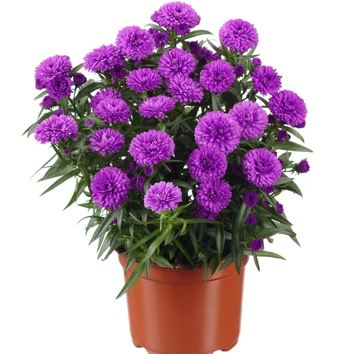Showmakers&reg; Pretty Pink - Aster novi-belgii from Milmont Greenhouses