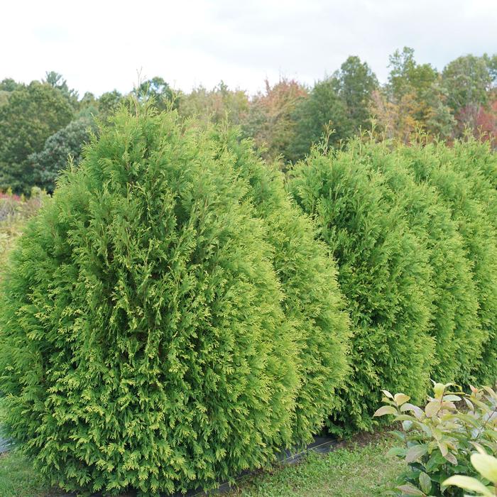 Arborvitae - Thuja occidentalis from Milmont Greenhouses