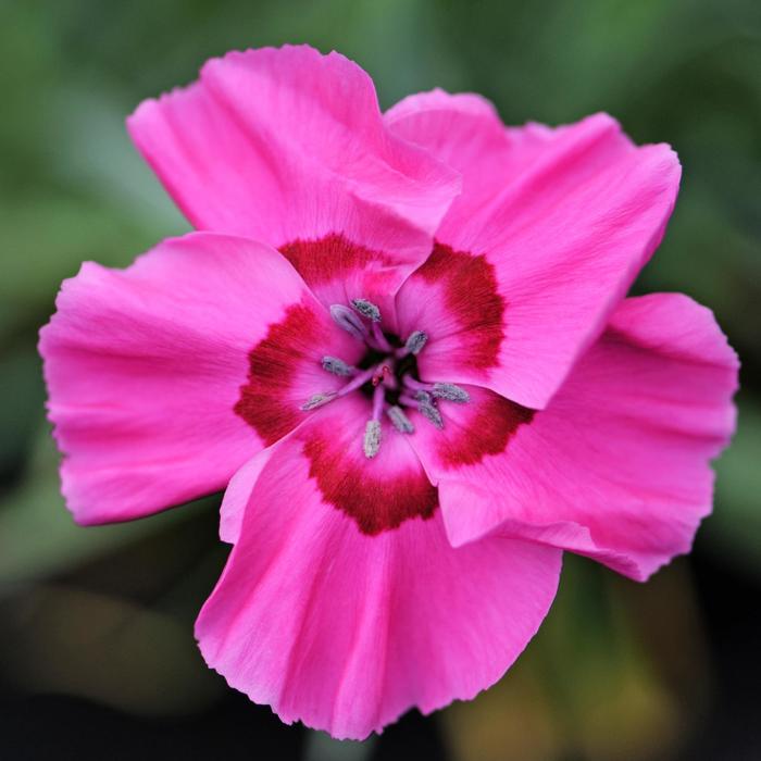 American Pie&reg; 'Bumbleberry Pie' - Dianthus allwoodii from Milmont Greenhouses