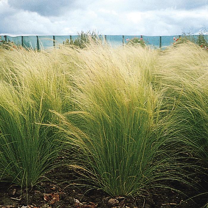 ColorGrass&reg; 'Pony Tails' - Stipa tenuissima (Feather Grass) from Milmont Greenhouses